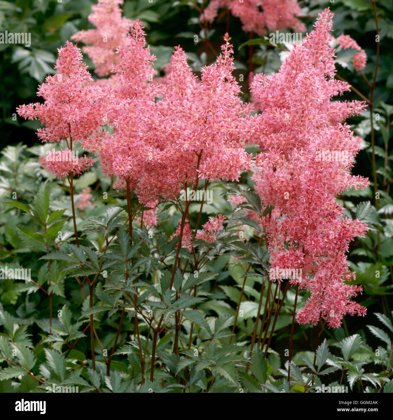 Astilbe - `Inshriach Pink' (simplicifolia hybrid)   PER057197 Stock Photo